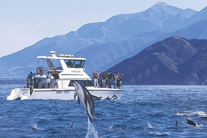 Kaikoura Swim with Dolphins Tour from Christchurch - Swimming with wild dolphins off Kaikoura