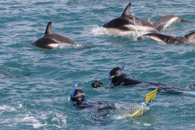 Kaikoura Swim with Dolphins Tour from Christchurch - The return trip and the long day factor