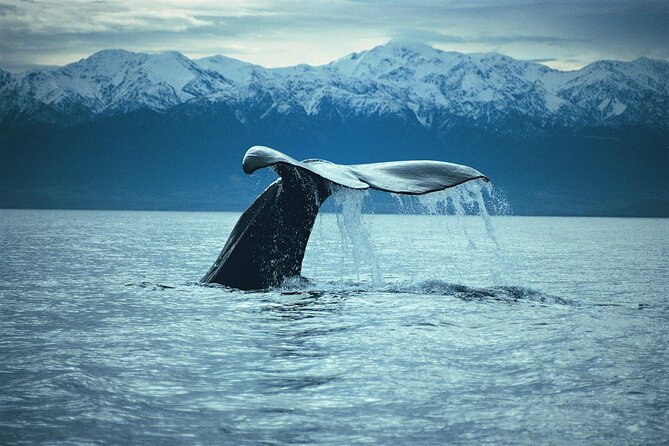 Kaikoura Whale and Dolphin Overnight Tour from Christchurch - Timing, luggage, and the practical details