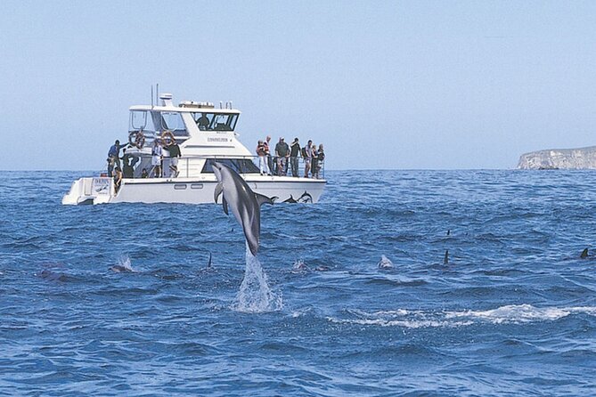 Kaikoura Whale and Dolphin Overnight Tour from Christchurch - Fur seals and a dusky dolphin swim