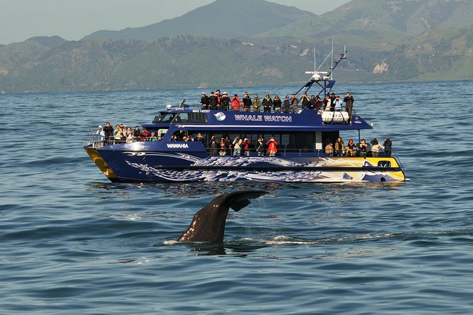 Kaikoura Whale Watch Day Tour from Christchurch - What happens when whales are hard to find