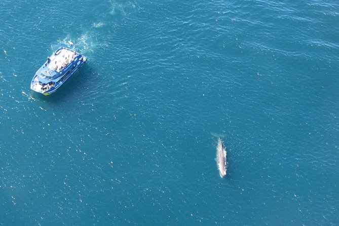 Kaikoura Whale Watch Day Tour from Christchurch - The possible North Canterbury winery stop