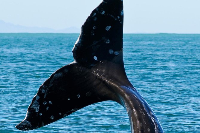 Kaikoura Whale Watch Day Tour from Christchurch - Is the $229.61 price good value?