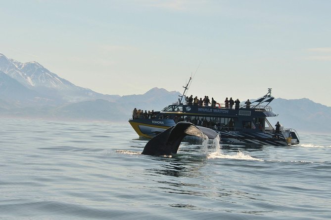 Kaikoura Whale Watch Day Tour from Christchurch including Coastal Pacific Train - Key points before you book