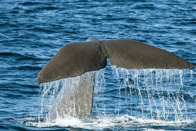 Kaikoura Whale Watch Day Tour from Christchurch including Coastal Pacific Train - The 6:15 am start and the Coastal Pacific train