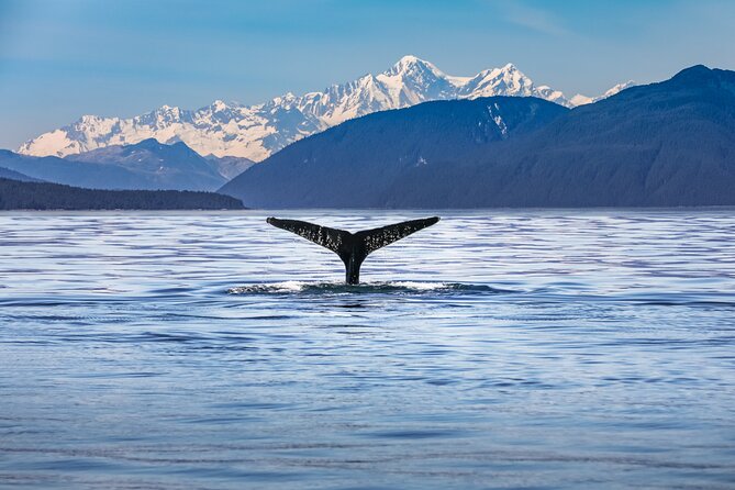 Kaikoura Whale Watch Tour from Christchurch - Small Group - Key points before you book