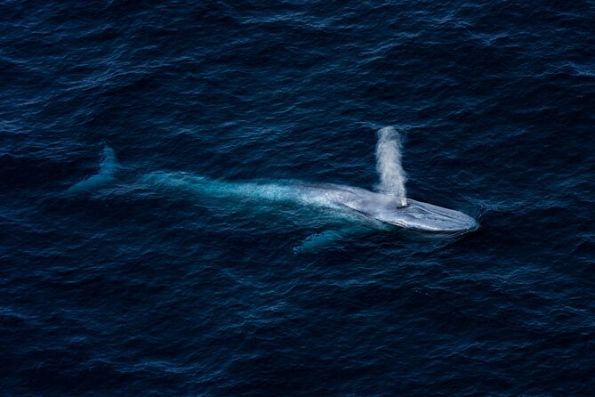 Kaikōura Whale Watching - 1hr 20min Ultimate Adventure - What the 1-hour-20-minute flight includes