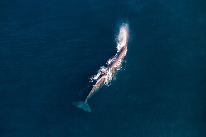 Kaikōura Whale Watching - 1hr 20min Ultimate Adventure - Landing in the Seaward Kaikōura Ranges
