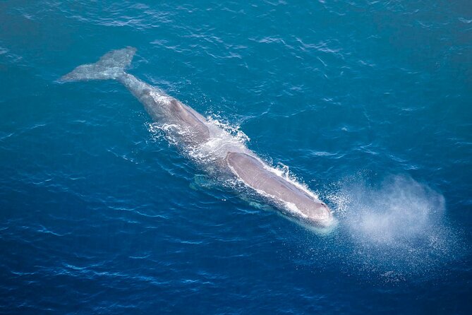 Kaikoura Whale Watching - 45 Minute Ocean Safari - Searching Kaikōura Canyon for whales