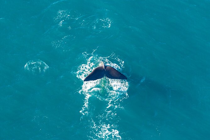 Kaikōura Whale Watching and Scenic Landing - 1hr Premier Tour - Timing, pickup, and cancellation details