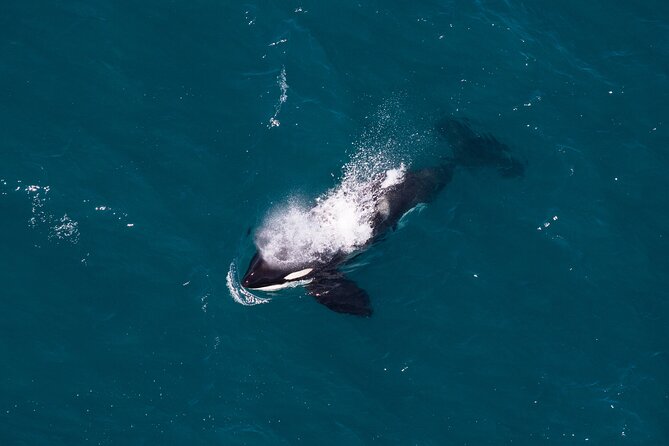 Kaikōura Whale Watching and Scenic Landing - 1hr Premier Tour - The mountain landing is more than a photo stop