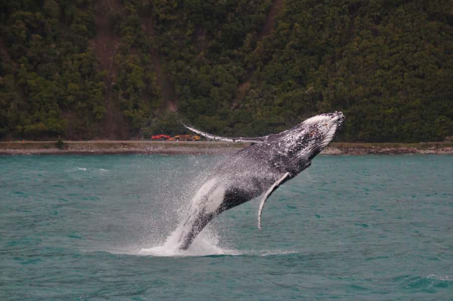 Kaikoura: Whale Watching Cruise - Finding a sperm whale and watching the tail