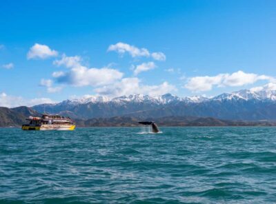 Whale Watching Cruise