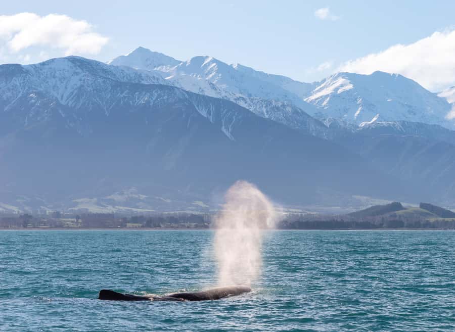 Kaikoura: Whale Watching Cruise - Dolphins, seals, birds, and the unexpected sightings