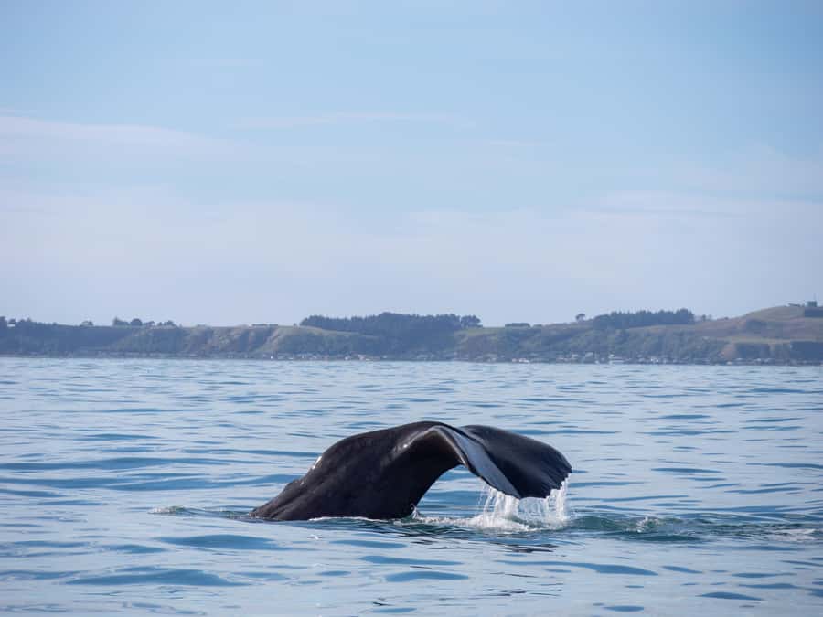 Kaikoura: Whale Watching Cruise - Price, timing, and the value of the outing