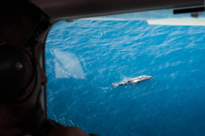 Kaikoura: Whale Watching Flight - Key points to know before you book