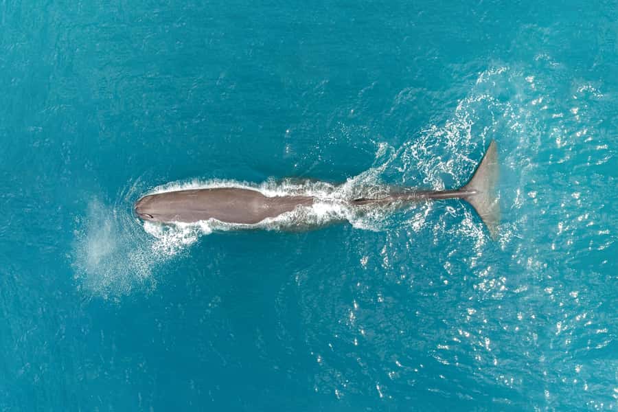Kaikoura: Whale Watching Flight with Commentary - Key points to know before booking