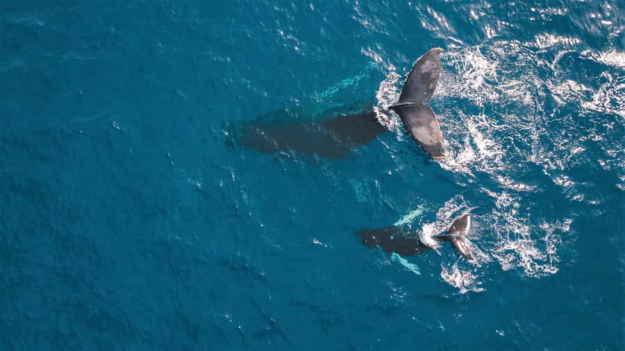 Kaikoura: Whale Watching Flight with Commentary - Why seeing Kaikoura from the air changes the experience
