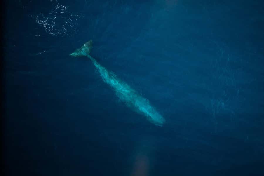 Kaikoura: Whale Watching Flight with Commentary - Is $131 a fair price?