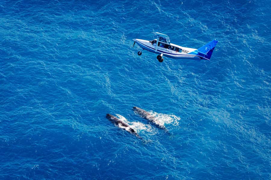 Kaikoura: Whale Watching Flight with Guided Commentary - Starting at the log-cabin terminal