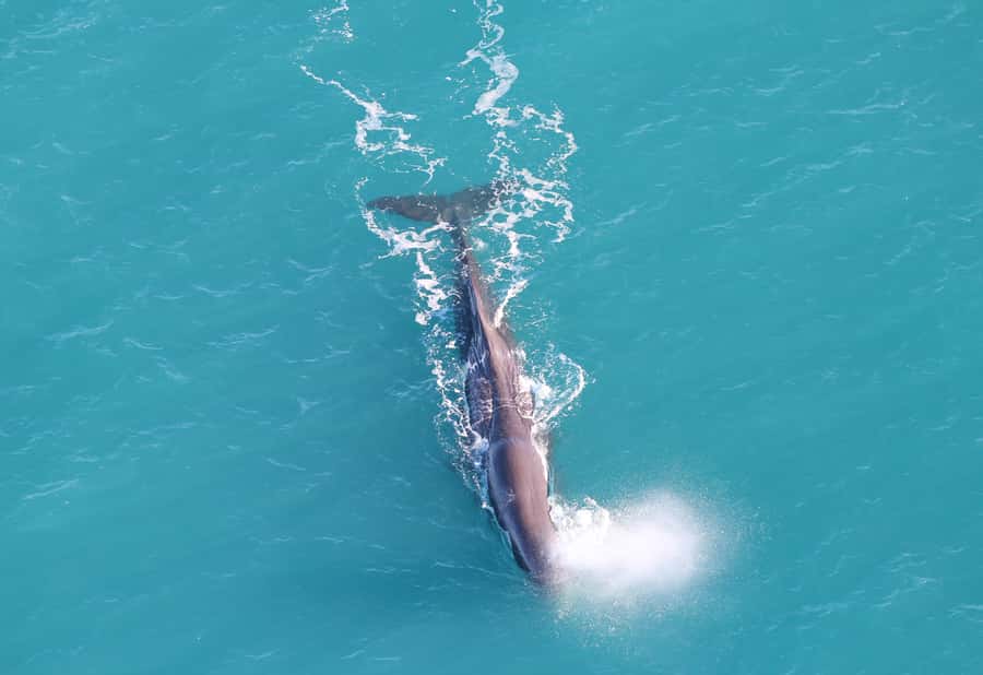 Kaikoura: Whale Watching Flight with Guided Commentary - Searching for sperm whales and dolphins