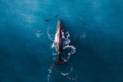 Whale Watching Flight with Guided Commentary