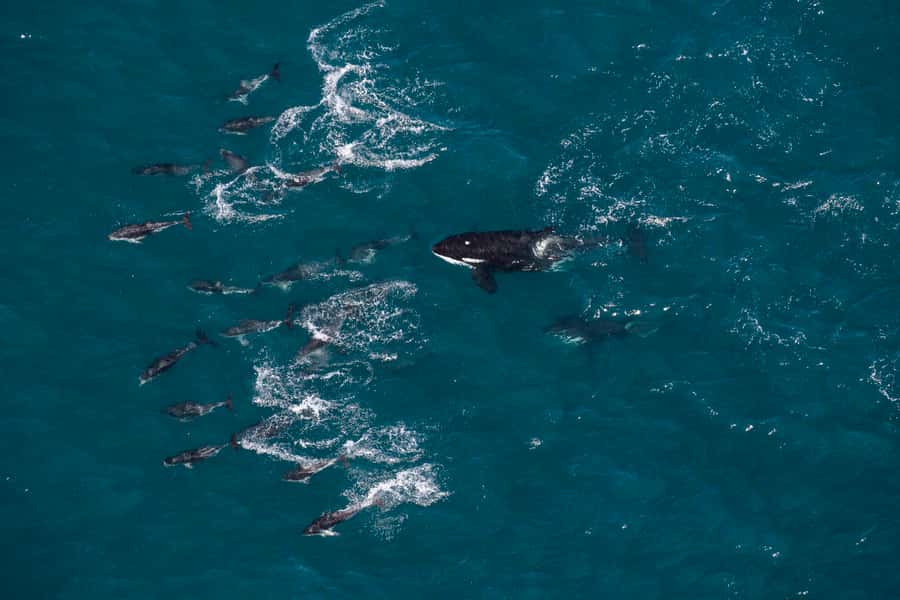 Kaikoura: Whale Watching Flight with Guided Commentary - Commentary that adds meaning to the view