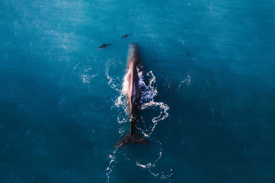 Kaikoura: Whale Watching Flight with Guided Commentary - A small aircraft and a fair view for everyone