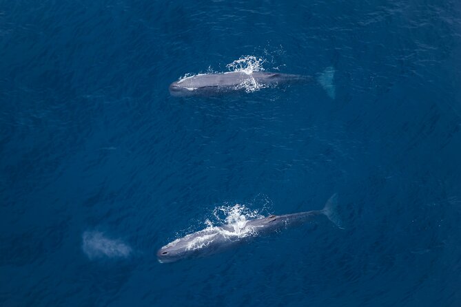 Kaikoura: Whale Watching Flight - Seeing Kaikoura’s whales from the air