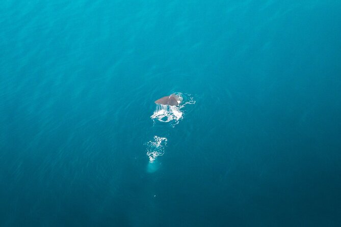 Kaikōura Whale Watching Scenic Flight (40 Minutes) - How the pilot gives both sides a fair view