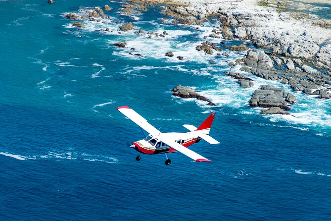 Kaikōura Whale Watching Scenic Flight (40 Minutes) - Dolphins, orcas, and the scenery when whales stay down