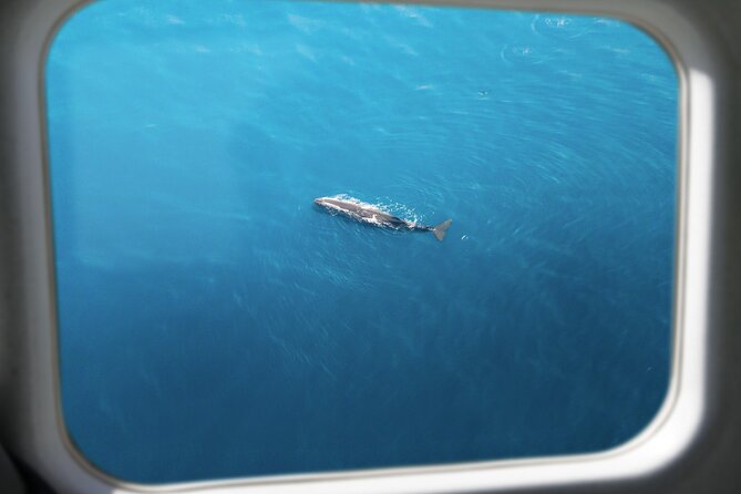 Kaikōura Whale Watching Scenic Flight (40 Minutes) - What the $170.66 price buys you