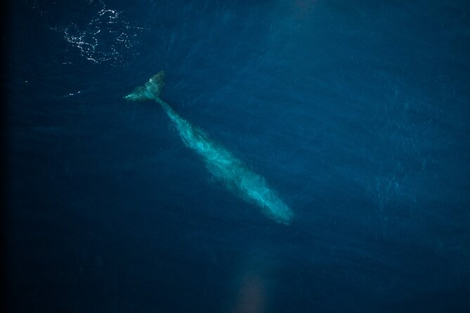 Kaikōura Whale Watching Scenic Flight (40 Minutes) - Who will enjoy this flight most