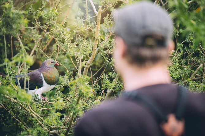 Kapiti Island Classic Guided Day Tour - The main risk is a weather cancellation