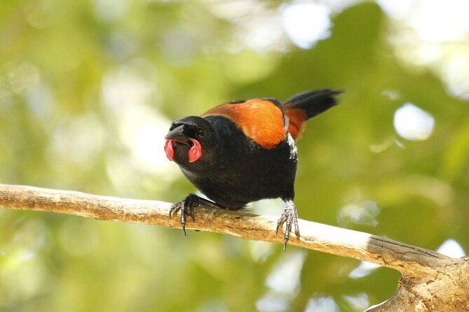 Kapiti Island Classic Guided Day Tour - Who will enjoy this private island day