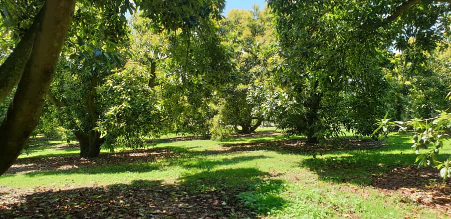 Katikati: Guided Avocado Adventures with Tasty Treats - Key points to know before you book