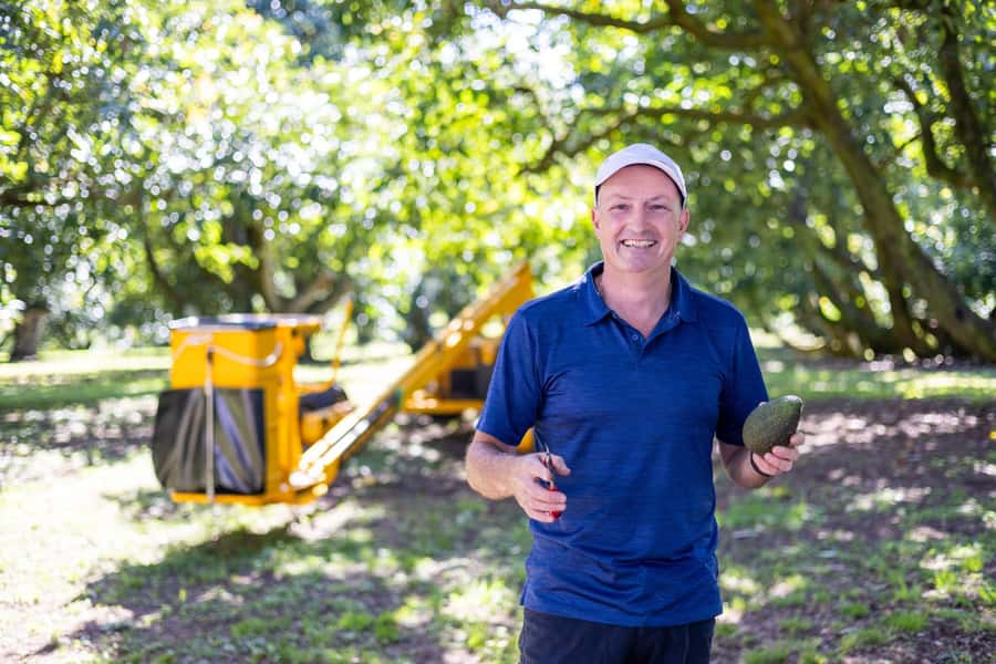 Katikati: Guided Avocado Adventures with Tasty Treats - Why an avocado farm makes a good Katikati stop