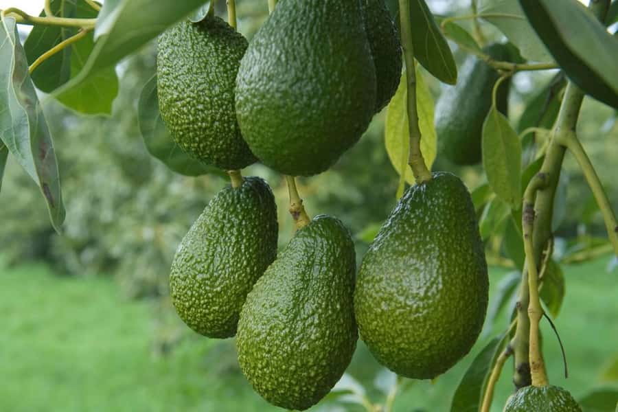 Katikati: Guided Avocado Adventures with Tasty Treats - Seasonal picking and the machinery demonstration