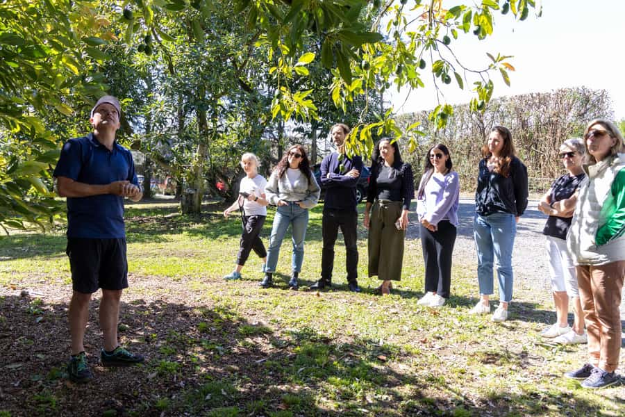 Katikati: Guided Avocado Adventures with Tasty Treats - Guacamole first, avocado ice cream afterward