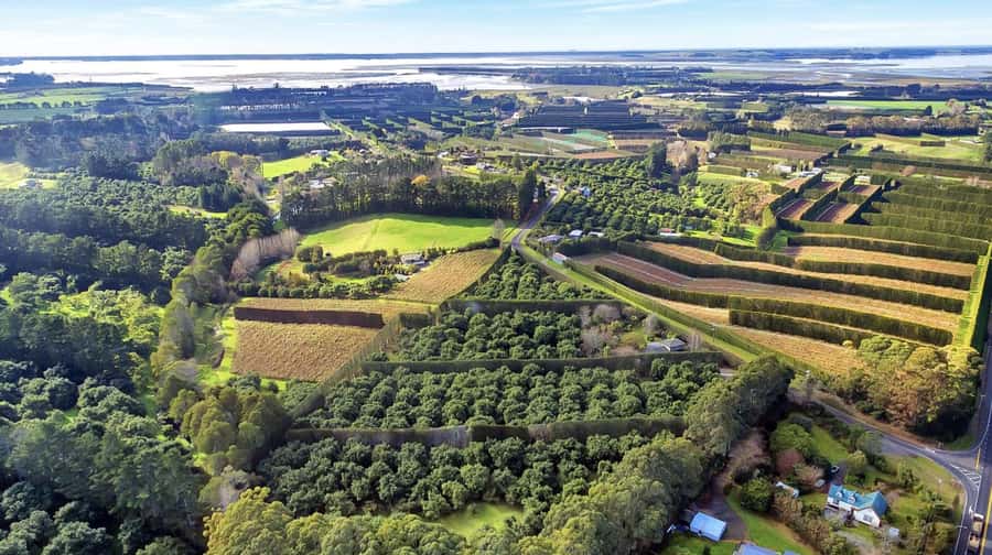 Katikati: Guided Gourmet Avocado Tour - Key points to know before booking