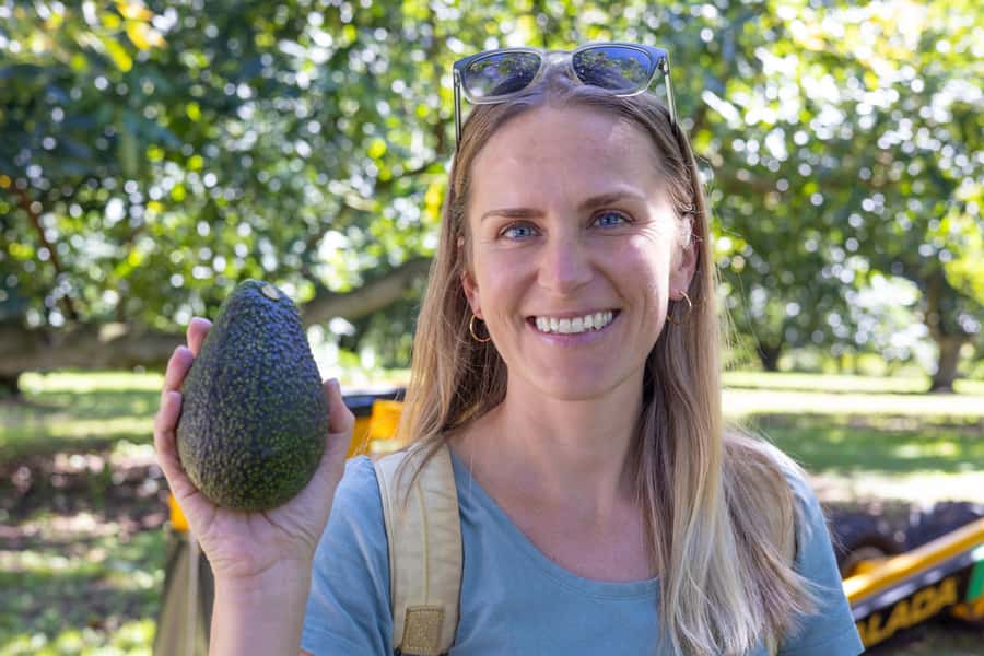 Katikati: Guided Gourmet Avocado Tour - The first 60 minutes: learning how an orchard works
