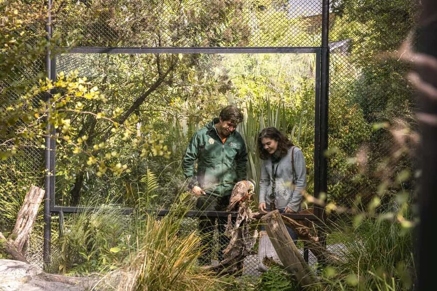 Kiwi Park Admission Ticket - Why Kiwi Park is worth your Queenstown time