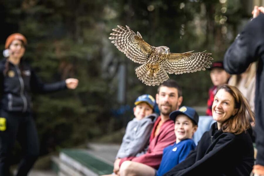 Kiwi Park Admission Ticket - Take the audio tour at your own speed