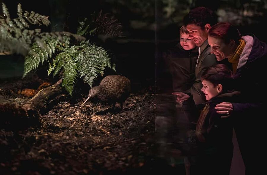 Kiwi Park Admission Ticket - Stop at the Honeybee Centre