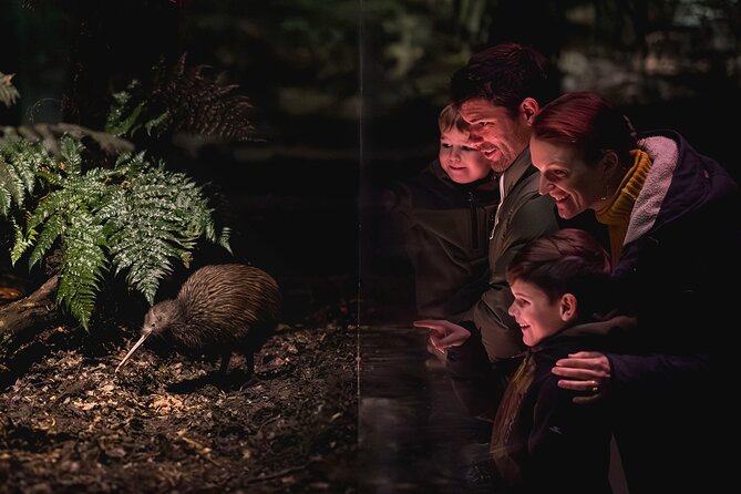 Kiwi Park Queenstown Admission - Why the kiwi encounter is worth planning around