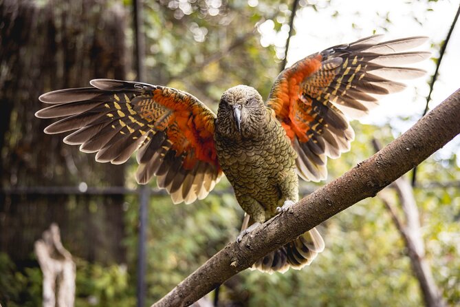 Kiwi Park Queenstown Admission - Start with the conservation show