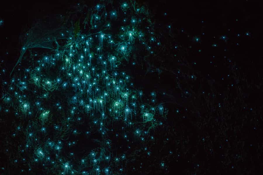 Lake Karapiro: Evening Kayak Glowworm Tour - Key points to know before you book