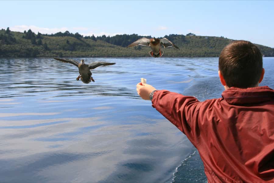 Lake Taupo: 1.5-Hour Māori Rock Carvings Cruise - Why this short Lake Taupō cruise works so well