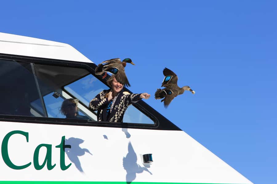 Lake Taupo: Maori Rock Carvings 10.30 AM 1.5-Hour Cruise - A short cruise with one clear purpose