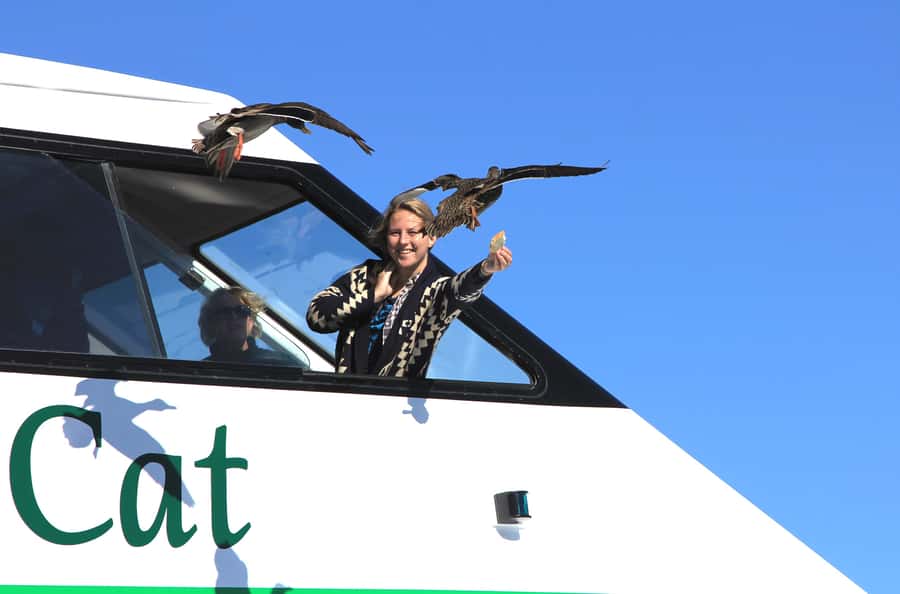 Lake Taupo: Maori Rock Carvings 8.30 AM 1.5-Hour Cruise - The 8:30 AM Start at Taupo Harbour